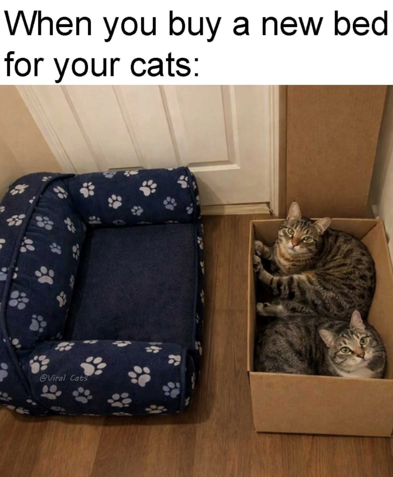 When you buy a new bed for your cats: @Viral Cats