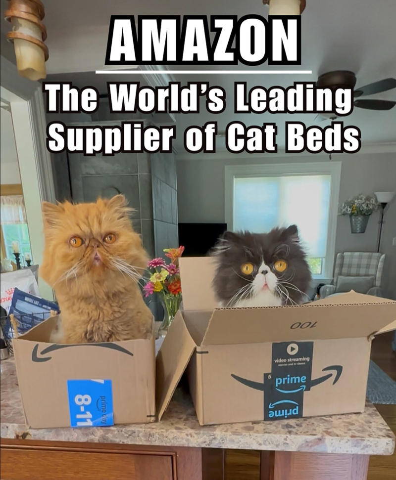 AMAZON The World's Leading Supplier of Cat Beds YAY WHOLE LIVE prime 8-11 OOL video streaming prime auud