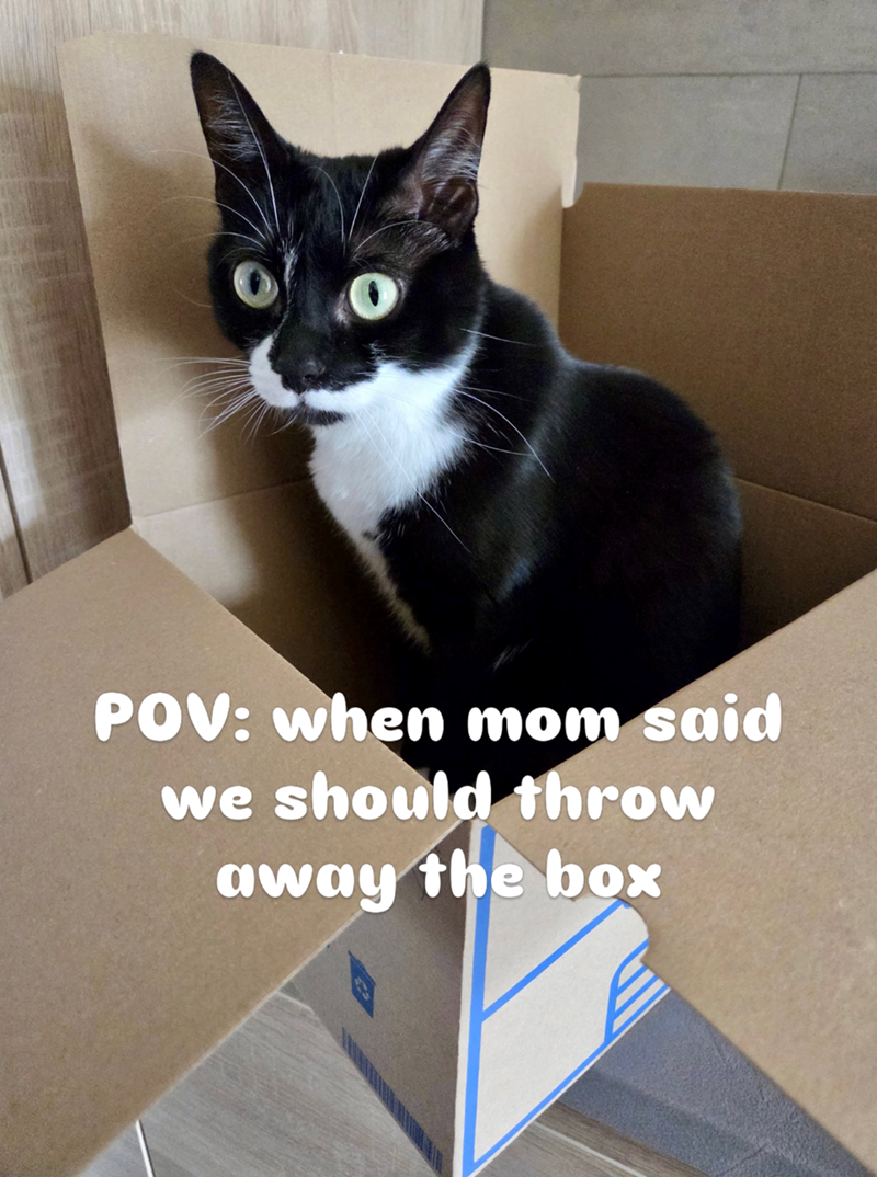 POV: when mom said we should throw away the box