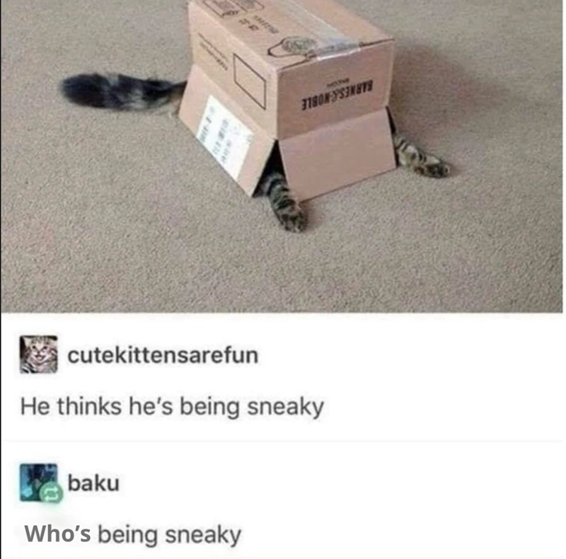 cutekittensarefun He thinks he's being sneaky baku Who's being sneaky