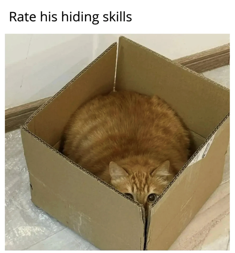Rate his hiding skills