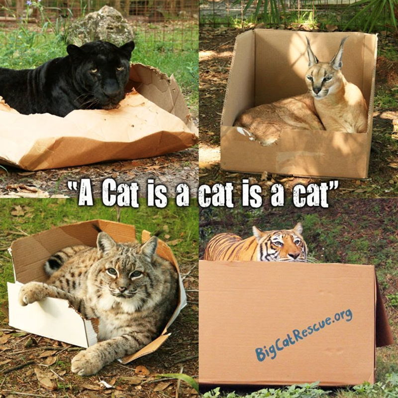 "A Cat is a cat is a cat" BigCat Rescue.org