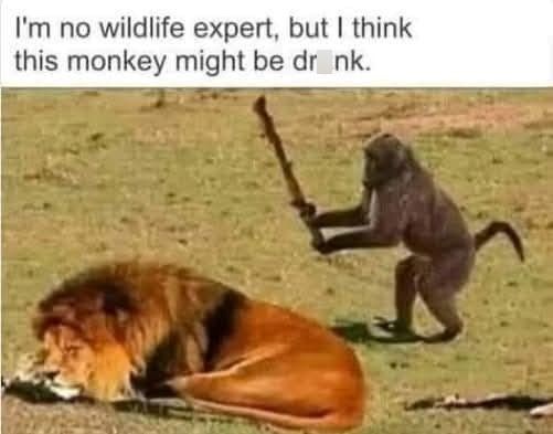 I'm no wildlife expert, but I think this monkey might be drink.