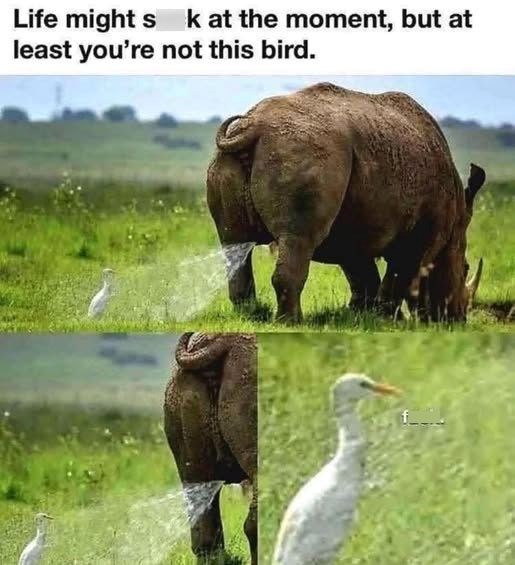 Life might s k at the moment, but at least you're not this bird. f__.