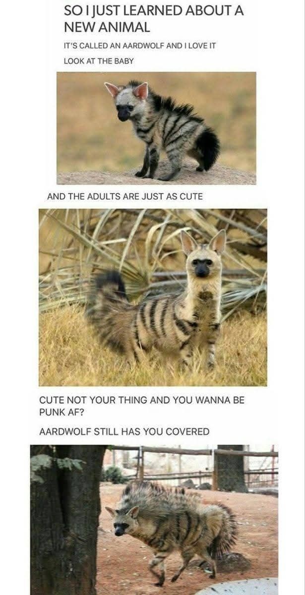 SO I JUST LEARNED ABOUT A NEW ANIMAL IT'S CALLED AN AARDWOLF AND I LOVE IT LOOK AT THE BABY AND THE ADULTS ARE JUST AS CUTE CUTE NOT YOUR THING AND YOU WANNA BE PUNK AF? AARDWOLF STILL HAS YOU COVERED