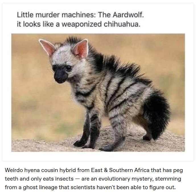 Little murder machines: The Aardwolf. it looks like a weaponized chihuahua. Weirdo hyena cousin hybrid from East & Southern Africa that has peg teeth and only eats insects - are an evolutionary mystery, stemming from a ghost lineage that scientists haven't been able to figure out.