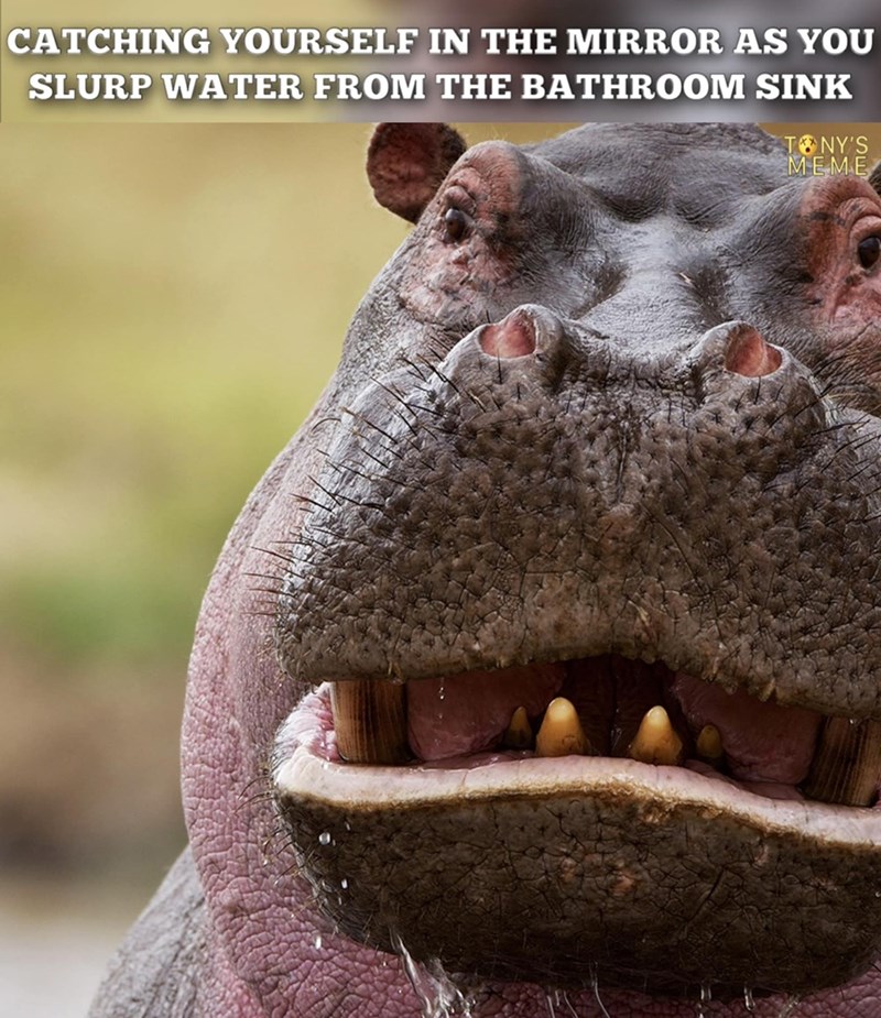 CATCHING YOURSELF IN THE MIRROR AS YOU SLURP WATER FROM THE BATHROOM SINK TONY'S MEME