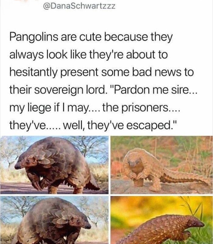 @DanaSchwartzzz Pangolins are cute because they always look like they're about to hesitantly present some bad news to their sovereign lord. "Pardon me sire... my liege if I may.... the prisoners.... they've..... well, they've escaped."