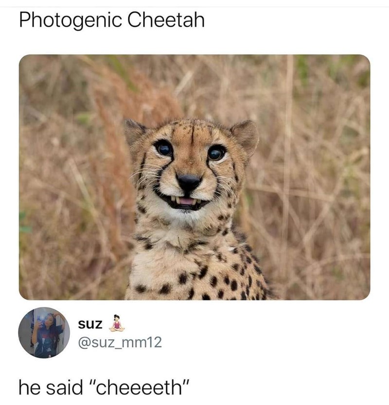 Photogenic Cheetah Suz @suz_mm12 he said "cheeeeth"