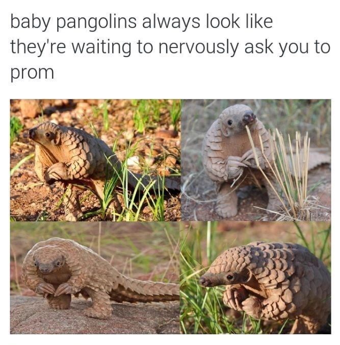 baby pangolins always look like they're waiting to nervously ask you to prom