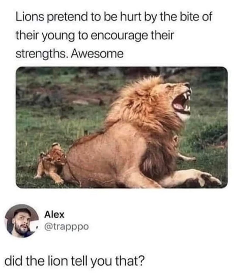 Lions pretend to be hurt by the bite of their young to encourage their strengths. Awesome Alex @trapppo did the lion tell you that?