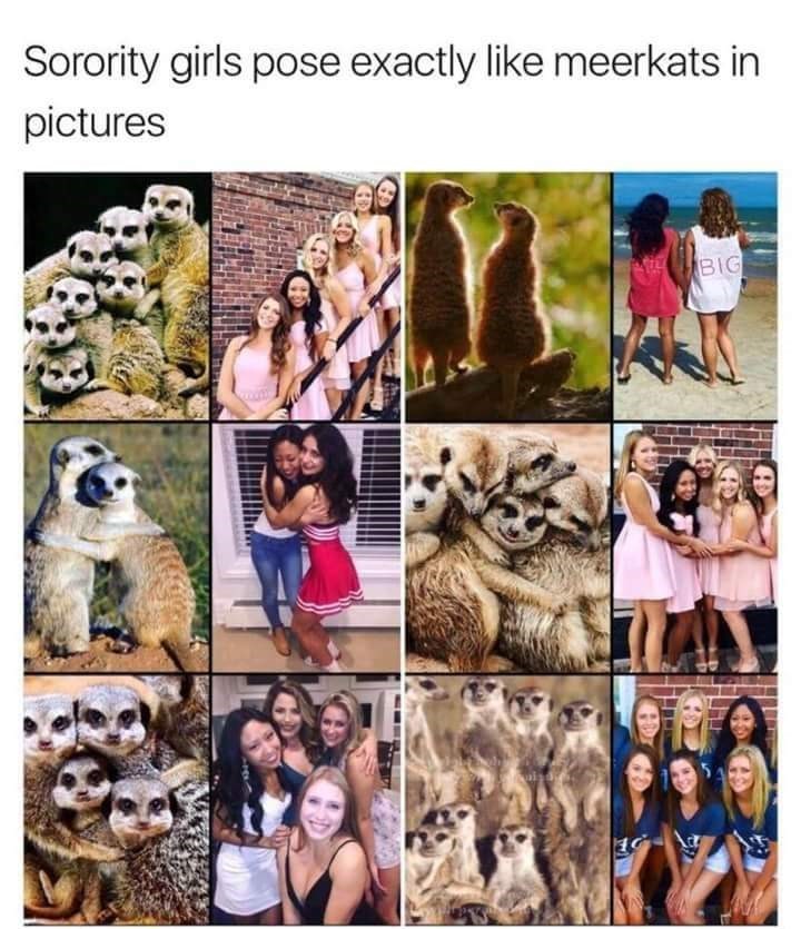 Sorority girls pose exactly like meerkats in pictures BIG