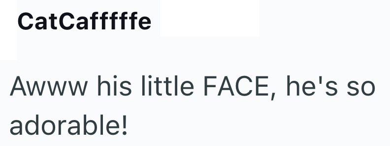 CatCafffffe Awww his little FACE, he's so adorable!