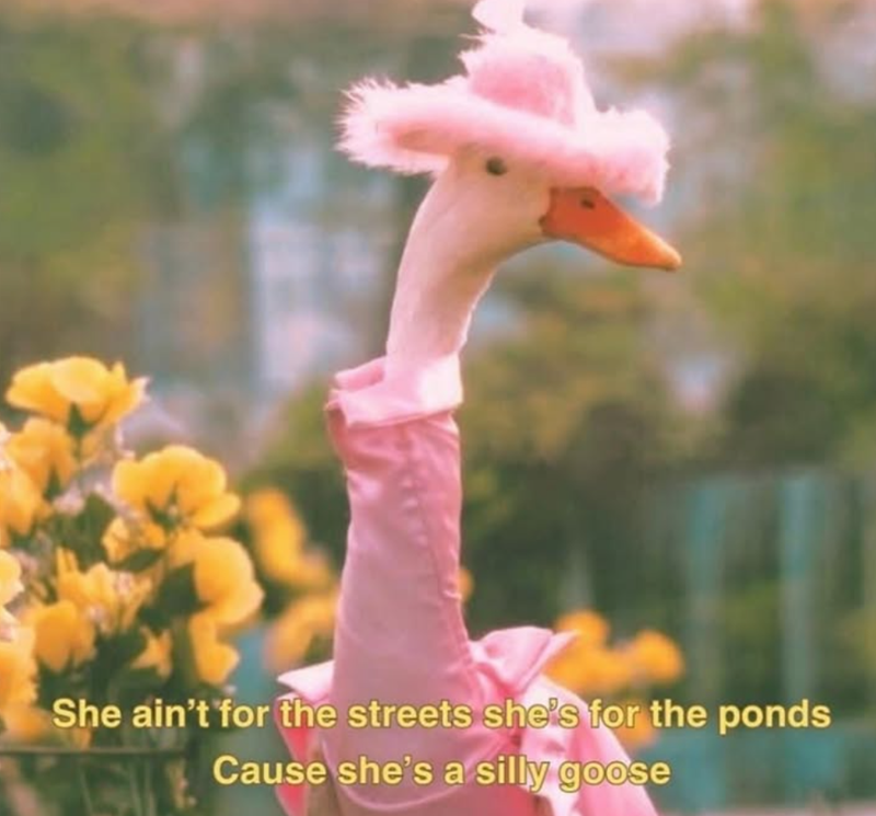 She ain't for the streets she's for the ponds Cause she's a silly goose