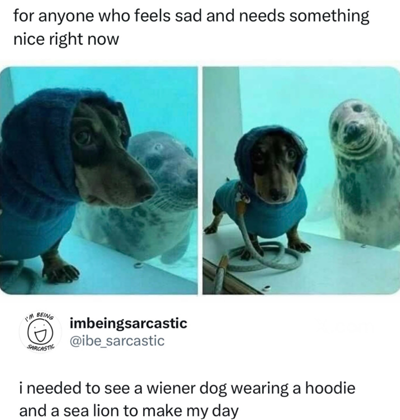 for anyone who feels sad and needs something nice right now I'M BEING SARCASTIC imbeingsarcastic @ibe_sarcastic i needed to see a wiener dog wearing a hoodie and a sea lion to make my day