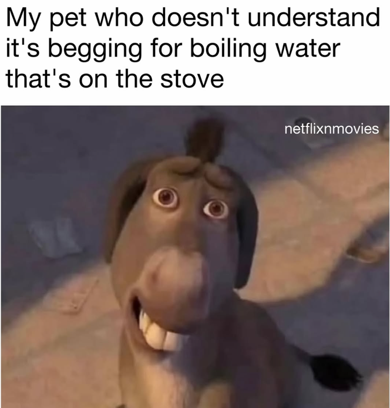My pet who doesn't understand it's begging for boiling water that's on the stove netflixnmovies