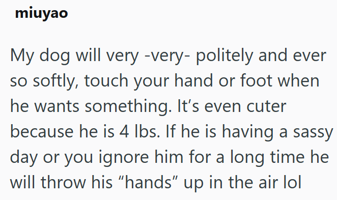 miuyao My dog will very -very- politely and ever so softly, touch your hand or foot when he wants something. It's even cuter because he is 4 lbs. If he is having a sassy day or you ignore him for a long time he will throw his "hands" up in the air lol