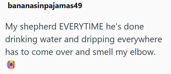 bananasinpajamas49 My shepherd EVERYTIME he's done drinking water and dripping everywhere has to come over and smell my elbow.