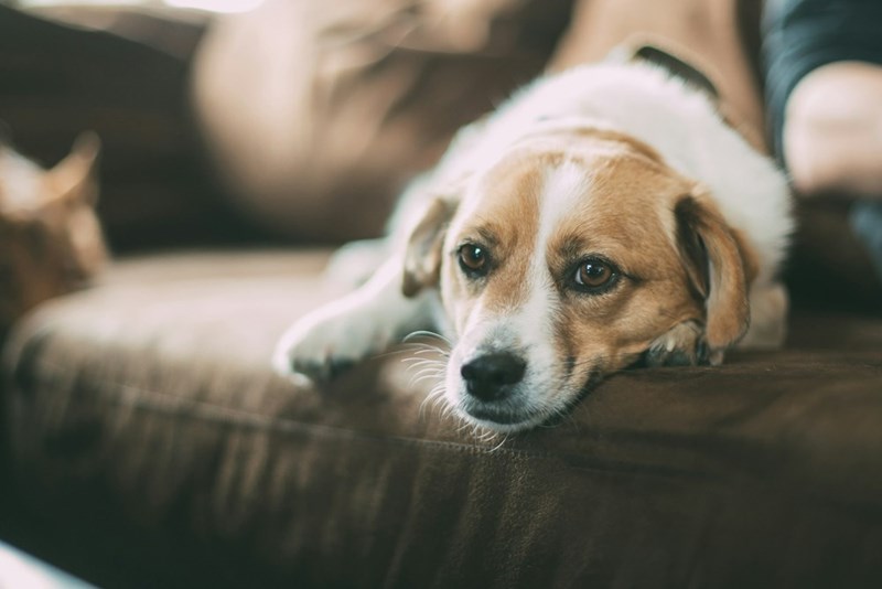 A relaxed dog lounges on a leather couch, gazing thoughtfully into the distance while enjoying a quiet moment indoors.