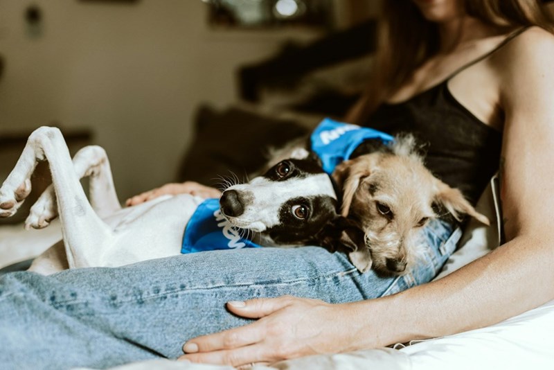 Two adorable dogs cuddle comfortably on their owner's lap, creating a cozy scene filled with warmth and companionship.
