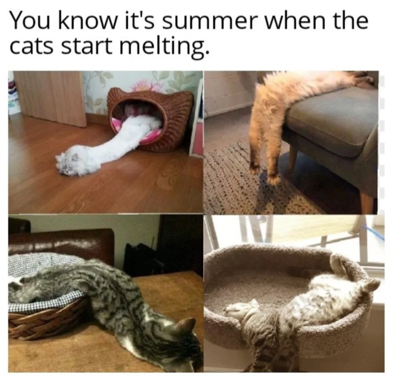 You know it's summer when the cats start melting.