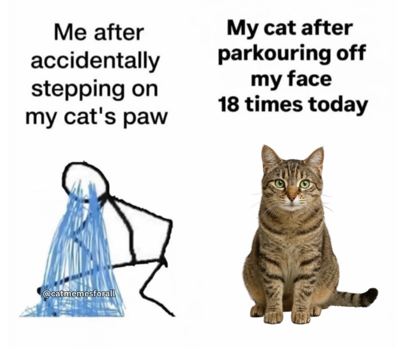 Me after accidentally stepping on my cat's paw My cat after parkouring off my face 18 times today @catmemesforall