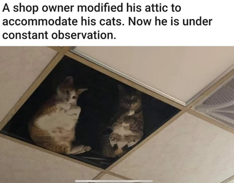 A shop owner modified his attic to accommodate his cats. Now he is under constant observation.