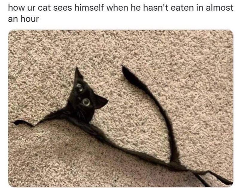 how ur cat sees himself when he hasn't eaten in almost an hour