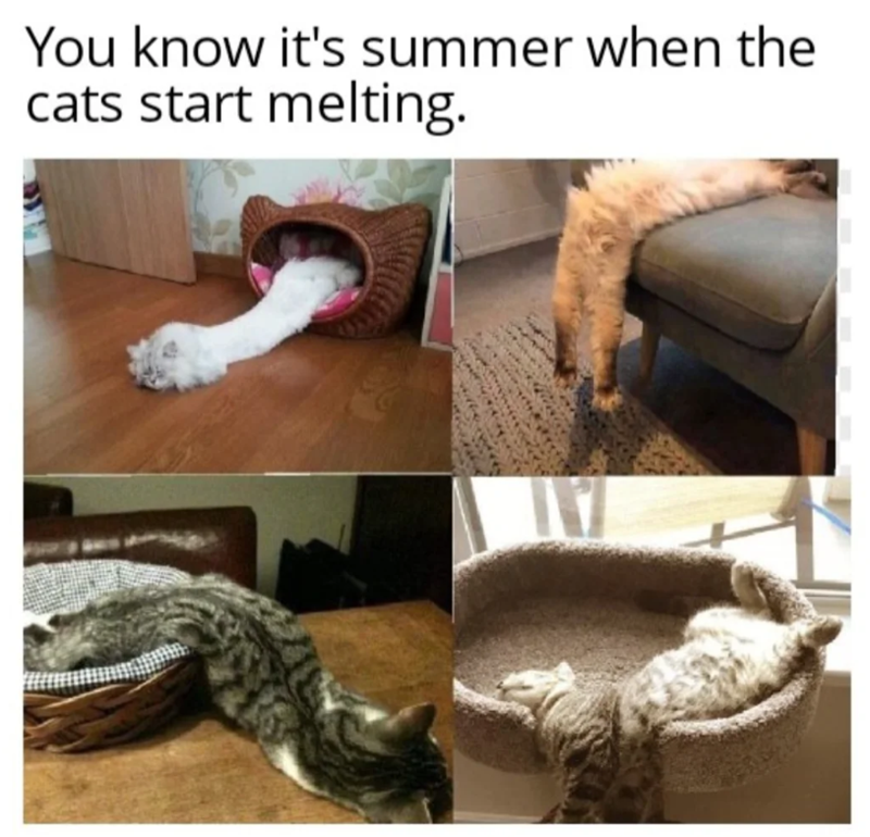 You know it's summer when the cats start melting.