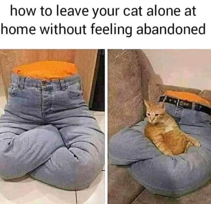 how to leave your cat alone at home without feeling abandoned