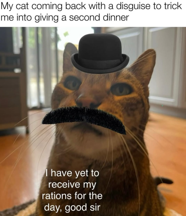 My cat coming back with a disguise to trick me into giving a second dinner I have yet to receive my rations for the day, good sir
