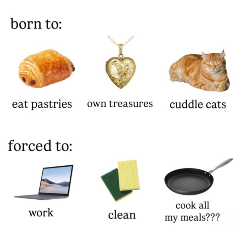 born to: eat pastries own treasures forced to: cuddle cats work clean cook all my meals???
