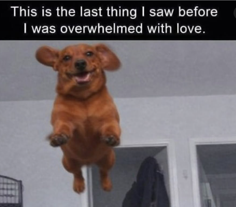 This is the last thing I saw before I was overwhelmed with love.