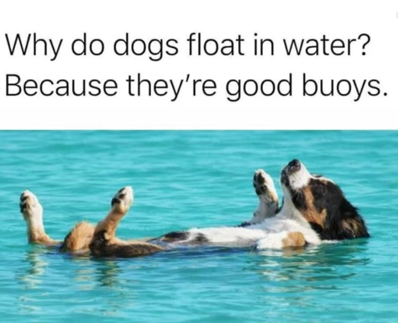 Why do dogs float in water? Because they're good buoys.