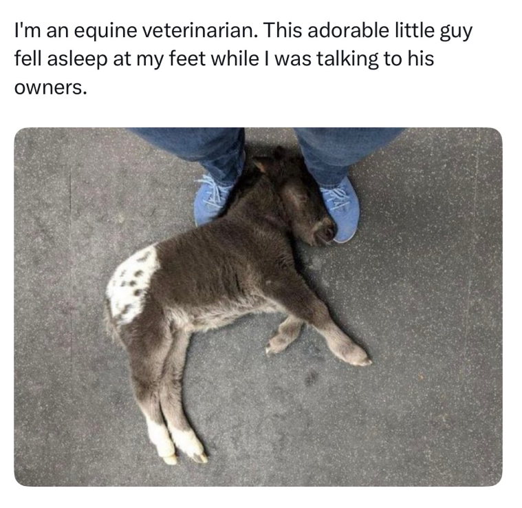 I'm an equine veterinarian. This adorable little guy fell asleep at my feet while I was talking to his owners.