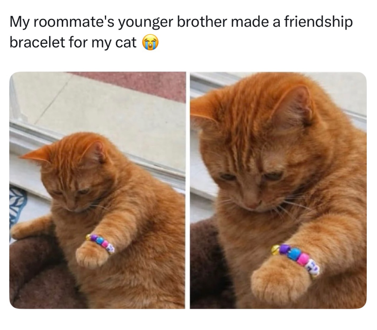 My roommate's younger brother made a friendship bracelet for my cat