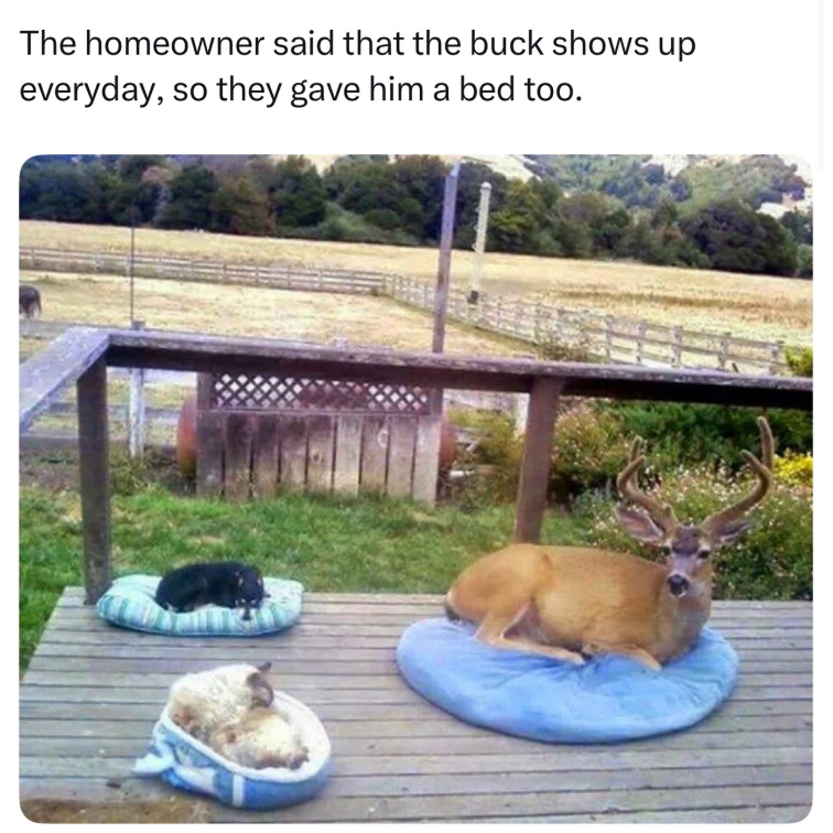 The homeowner said that the buck shows up everyday, so they gave him a bed too.