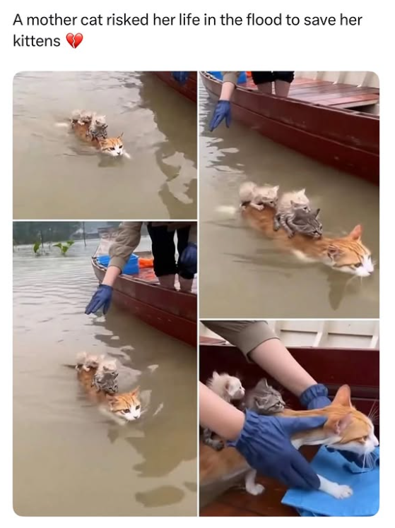 A mother cat risked her life in the flood to save her kittens