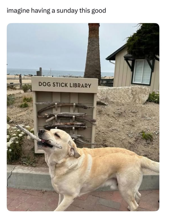 imagine having a sunday this good DOG STICK LIBRARY