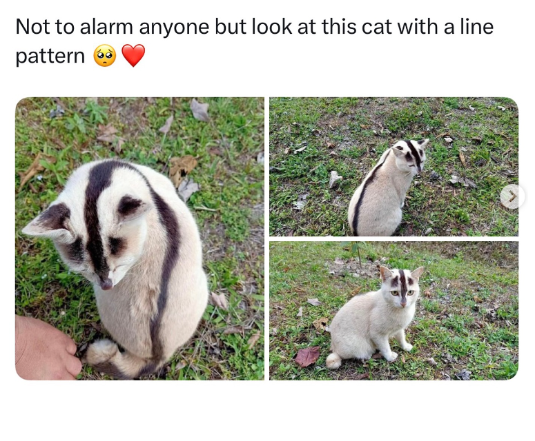 Not to alarm anyone but look at this cat with a line pattern