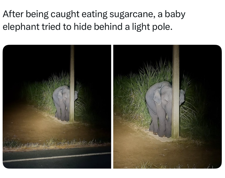 After being caught eating sugarcane, a baby elephant tried to hide behind a light pole.