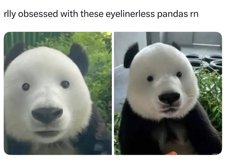 rlly obsessed with these eyelinerless pandas rn