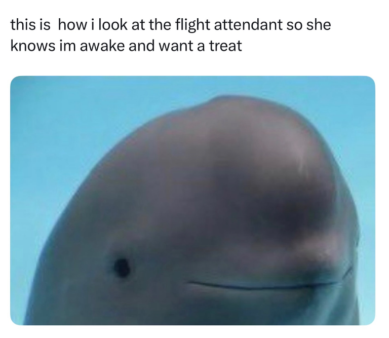 this is how i look at the flight attendant so she knows im awake and want a treat
