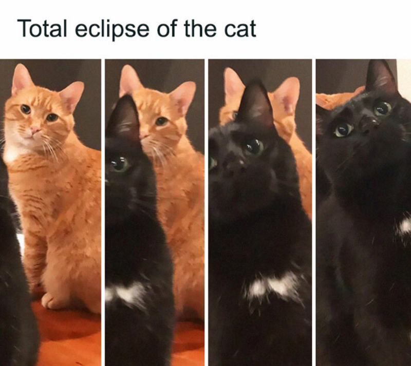Total eclipse of the cat
