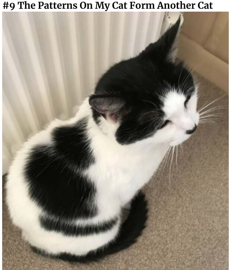#9 The Patterns On My Cat Form Another Cat