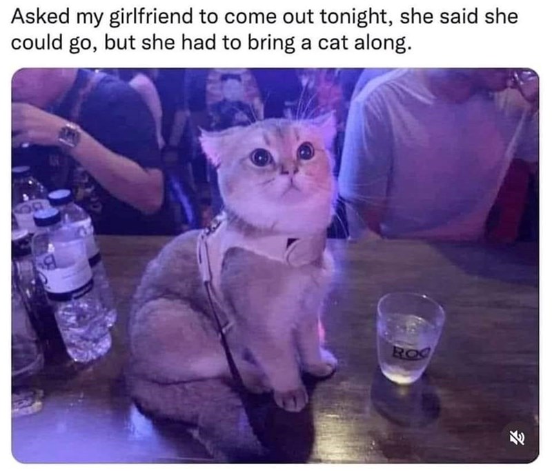 Asked my girlfriend to come out tonight, she said she could go, but she had to bring a cat along. ROC 71