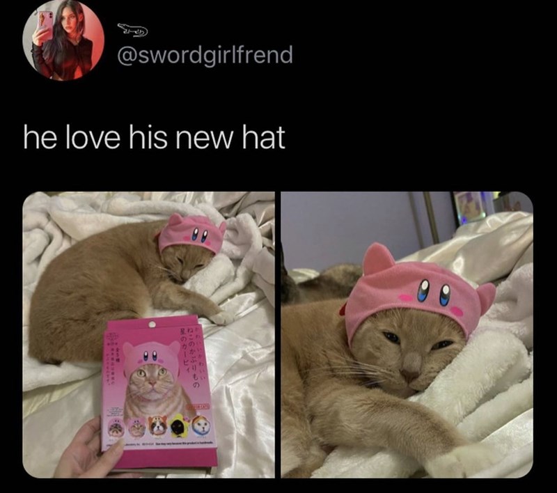 @swordgirlfrend he love his new hat 星ね。 もの ねこのかぶりもの