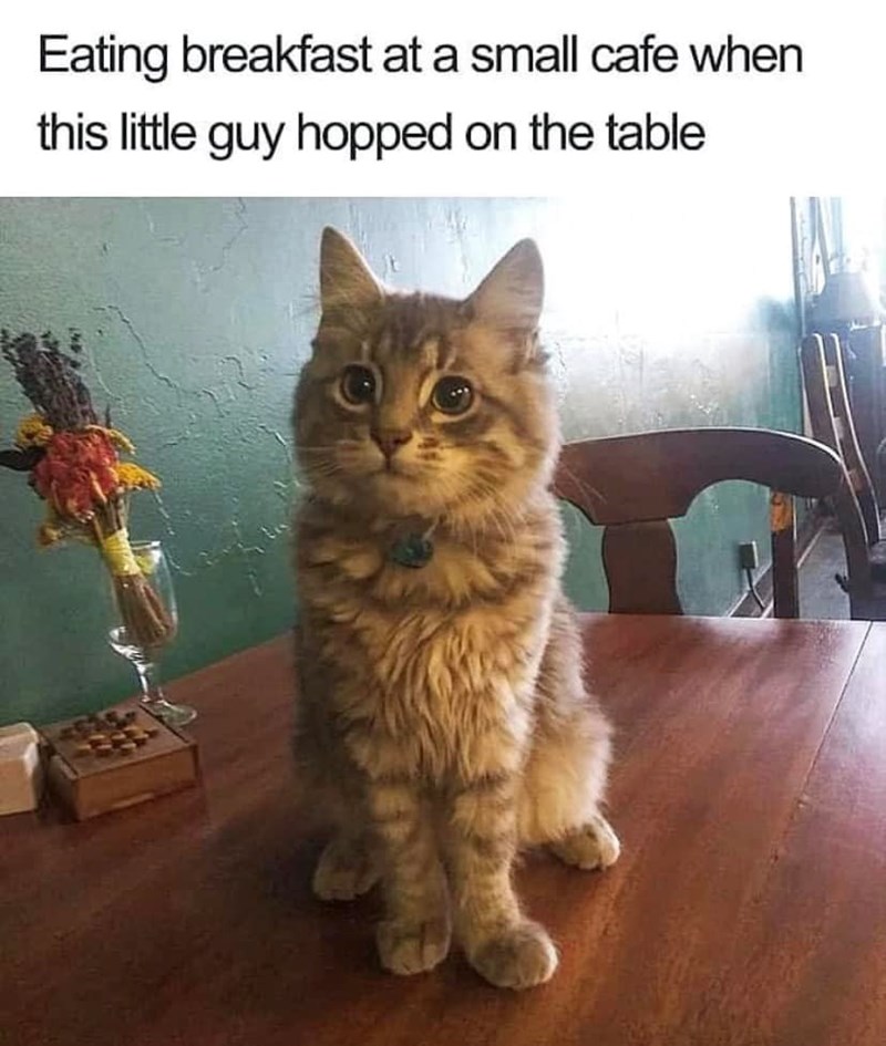 Eating breakfast at a small cafe when this little guy hopped on the table