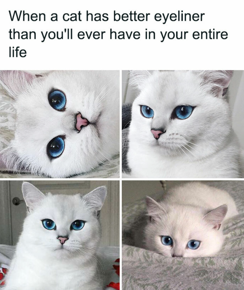 When a cat has better eyeliner than you'll ever have in your entire life