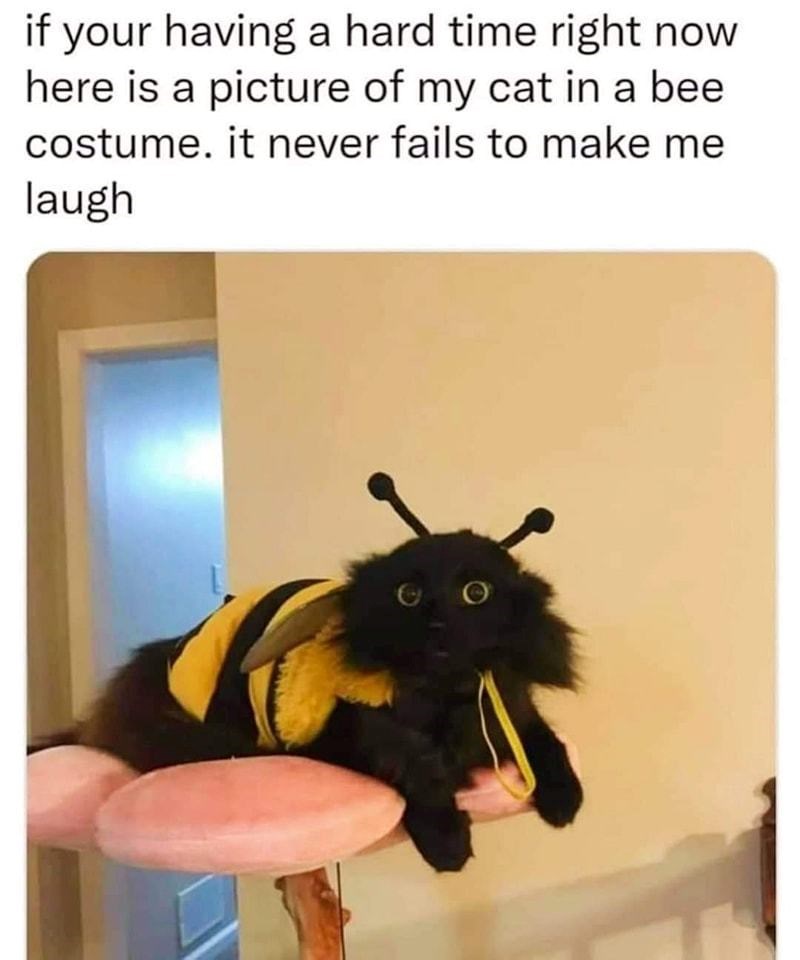 if your having a hard time right now here is a picture of my cat in a bee costume. it never fails to make me laugh